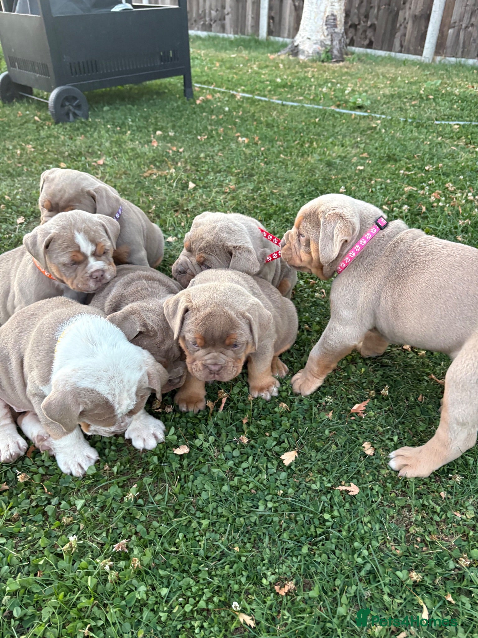 Olde English Bulldogge dogs  Olde English Bulldog Puppies L - Advert 1
