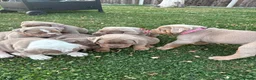 Olde English Bulldogge dogs for sale:  Olde English Bulldog Puppies L - Advert 1