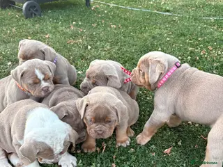 Olde English Bulldogge dogs Olde English Bulldog Puppies L - Advert 1
