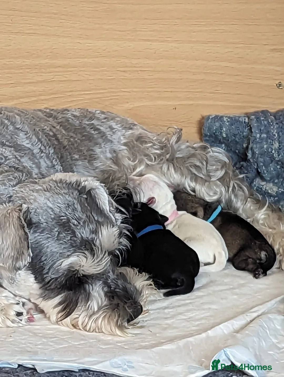 Miniature Schnauzer dogs for stud: KC Registered White miniature Schnauzer for stud  in Colyton - Advert 9