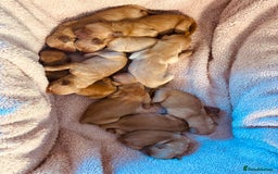 Golden Retriever dogs for sale: Deep Fox Red Golden Retriever Puppies  - Image 14