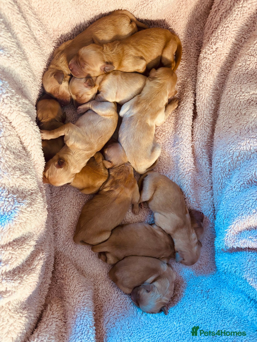 Golden Retriever dogs for sale: Deep Fox Red Golden Retriever Puppies  - Image 14