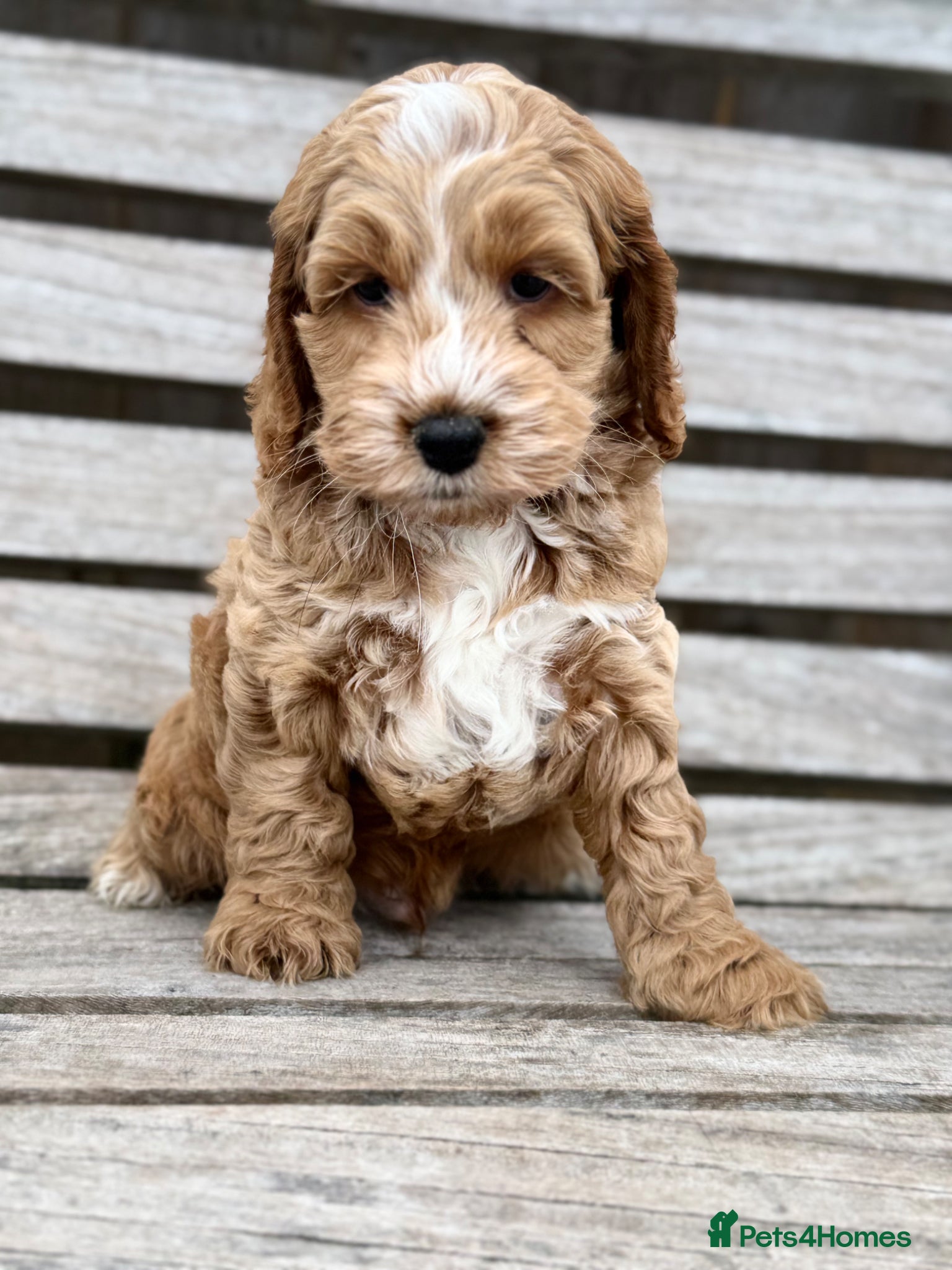 Cockapoo dogs F1 cockapoo puppies - Advert 4