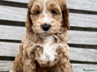 Cockapoo dogs F1 cockapoo puppies - Advert 4