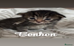 Siberian cats for sale: Siberian x kittens  - Image 3