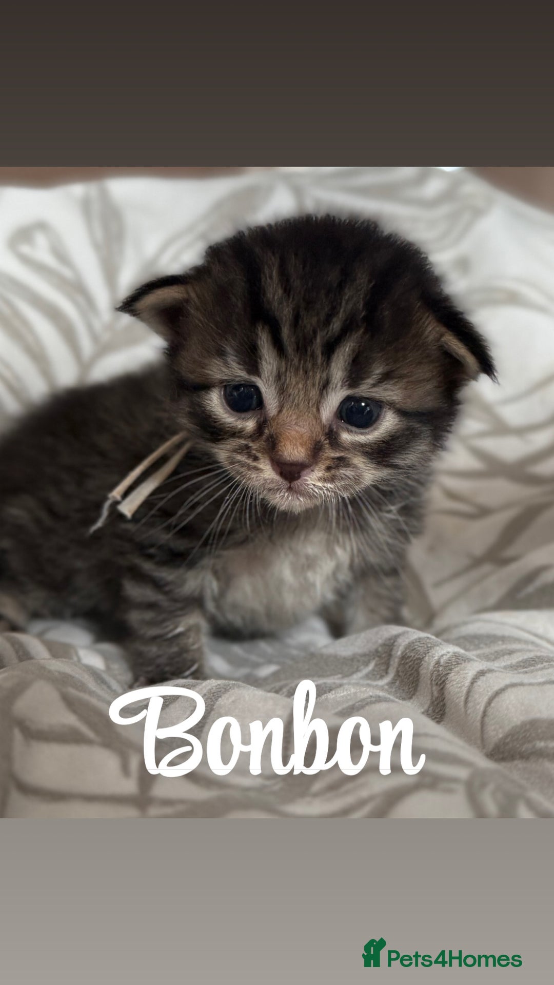 Siberian cats for sale: Siberian x kittens  - Image 3