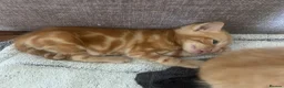 Mixed Breed cats for sale: Gorgeous ginger male kittens  in Falmouth - Advert 6