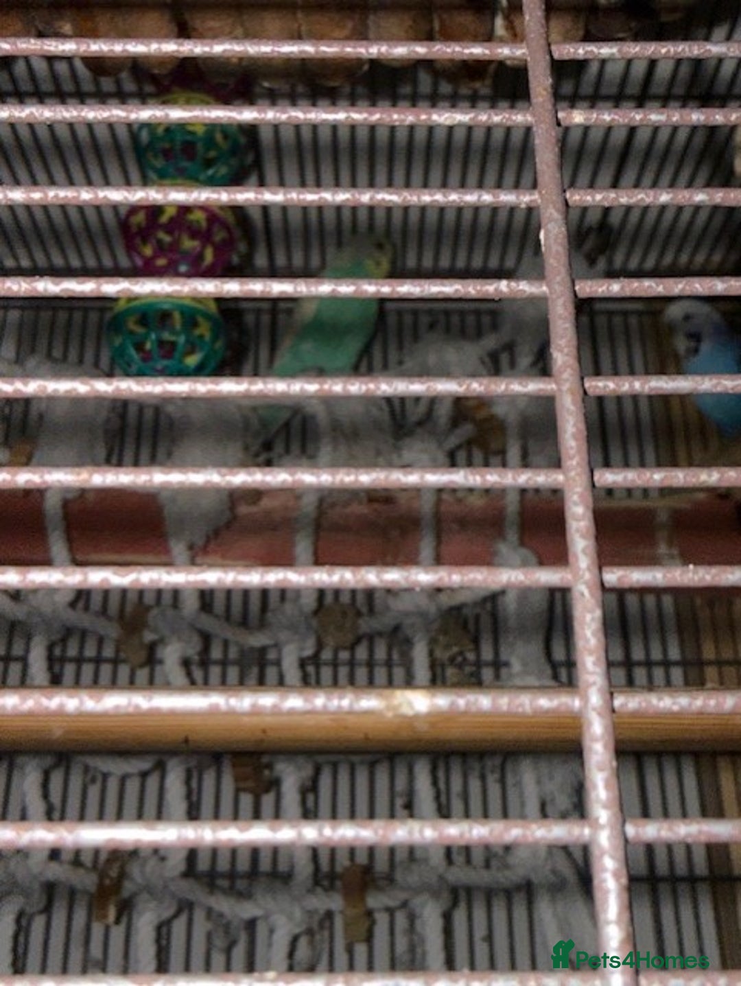 Budgerigars birds for sale: budgies  - Advert 3