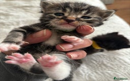 Maine Coon cats for sale: Adorable Kittens  - Image 5
