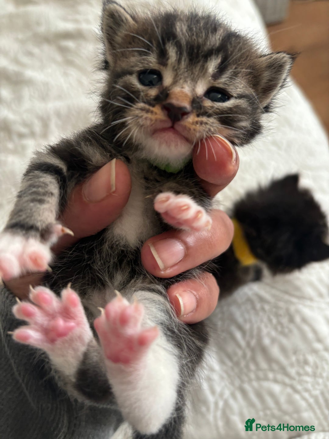 Maine Coon cats for sale: Adorable Kittens  - Image 5