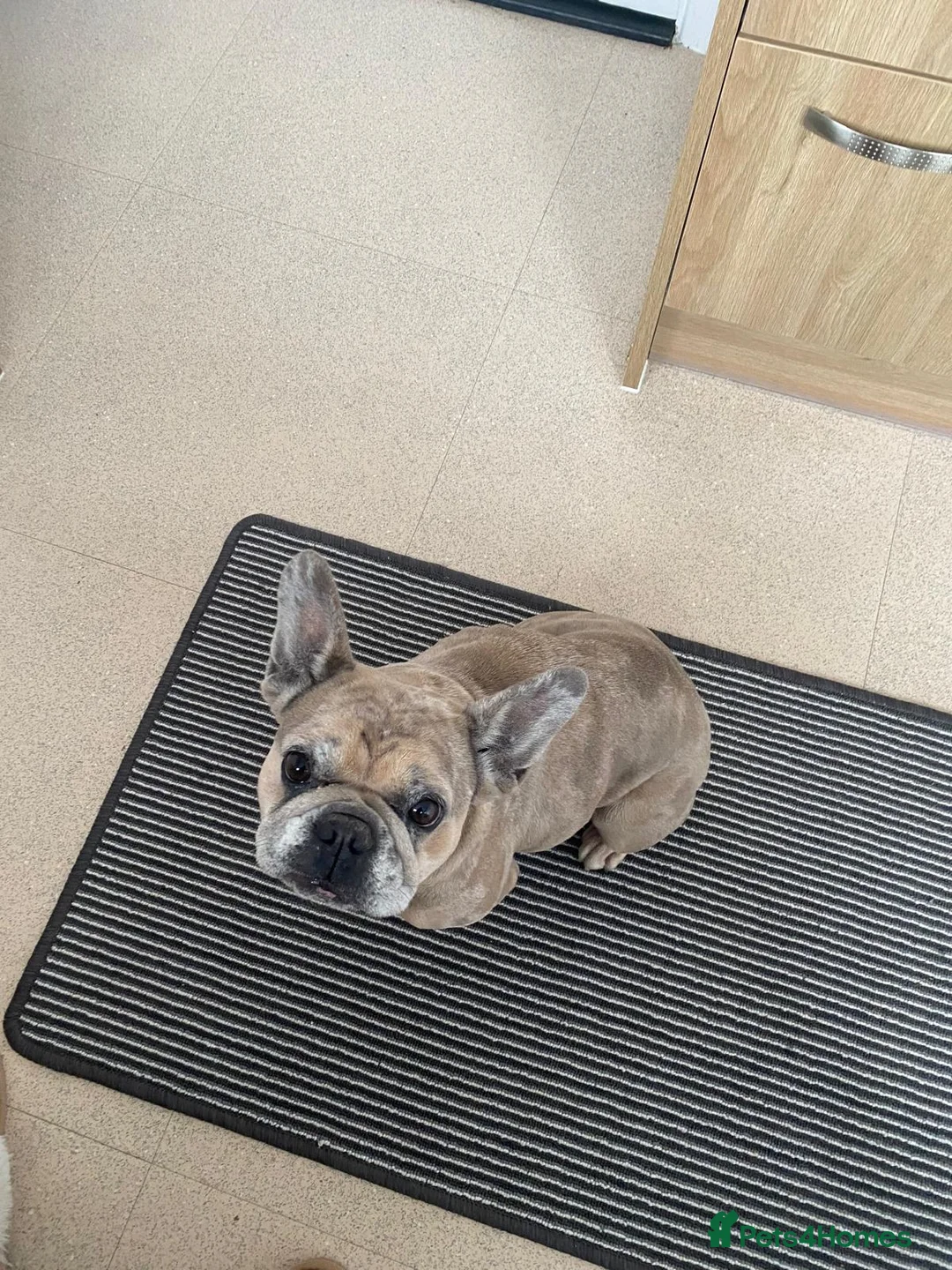 French Bulldog dogs for sale: Frenchie bitch for rehome  - Advert 3