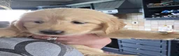 Golden Retriever dogs for sale: ADORABLE GOLDEN RETRIEVER PUPPIES  - Advert 8