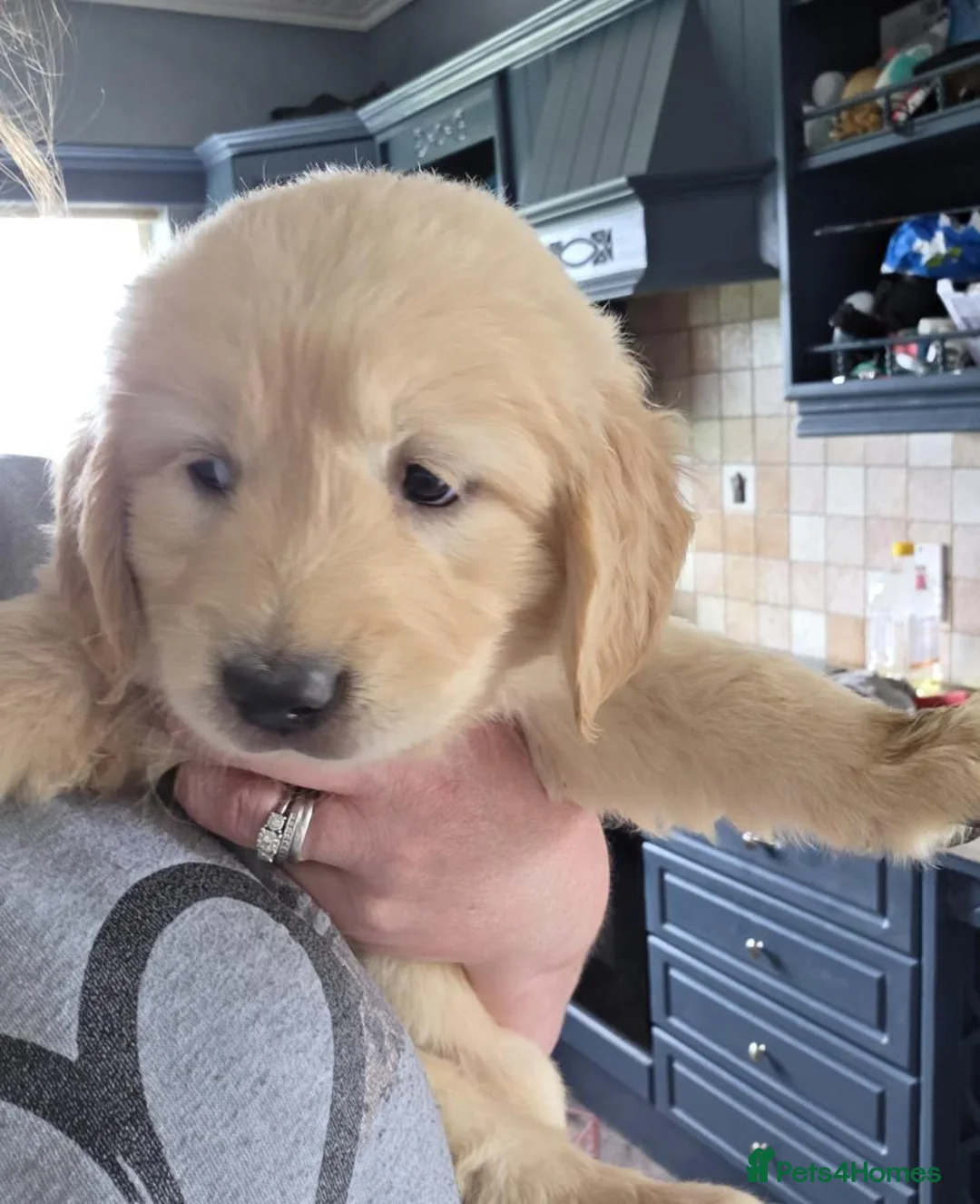 Golden Retriever dogs for sale: ADORABLE GOLDEN RETRIEVER PUPPIES  - Advert 8
