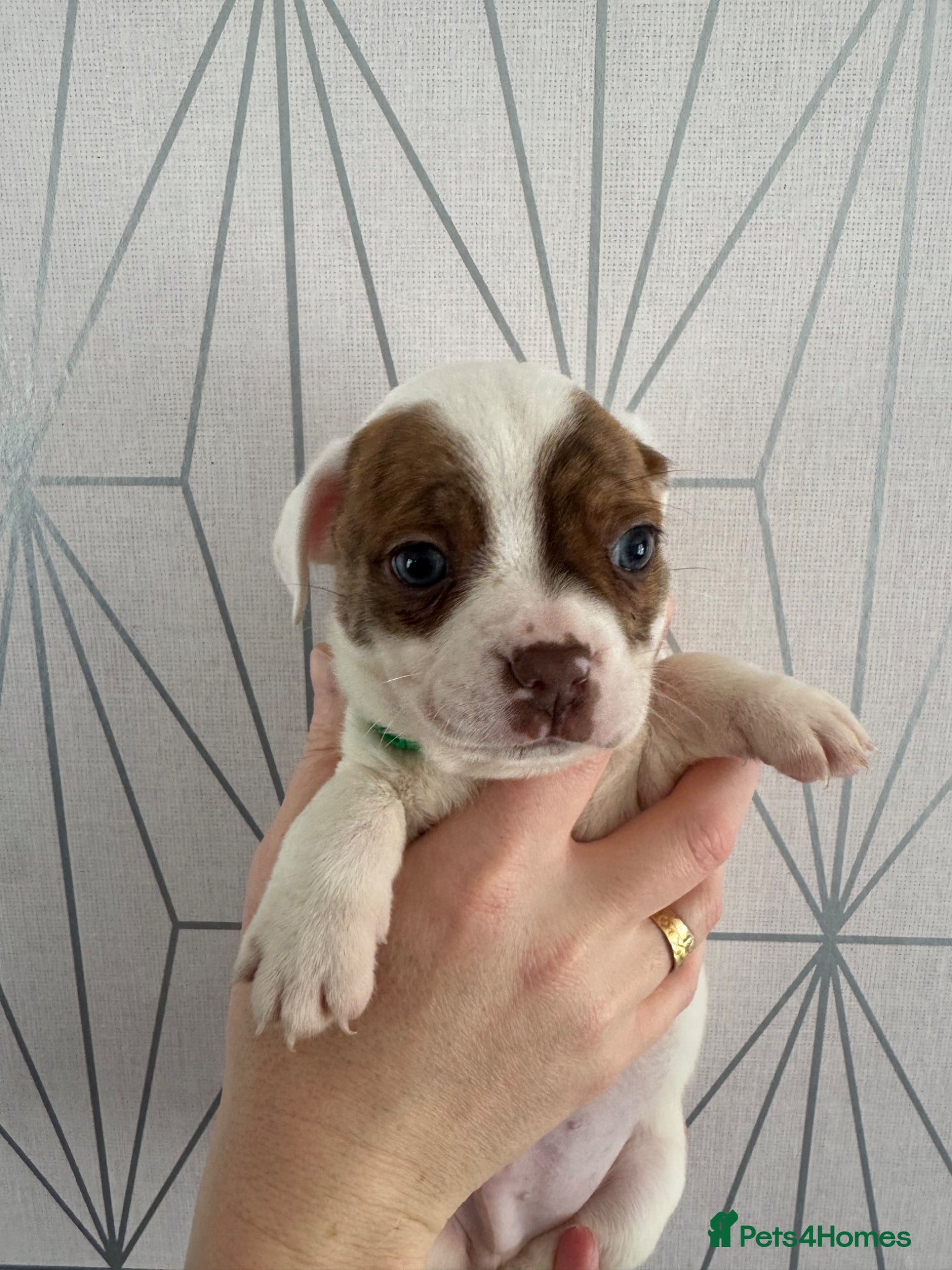 Mixed Breed dogs for sale: Bulldog x Chihuahua - Advert 5