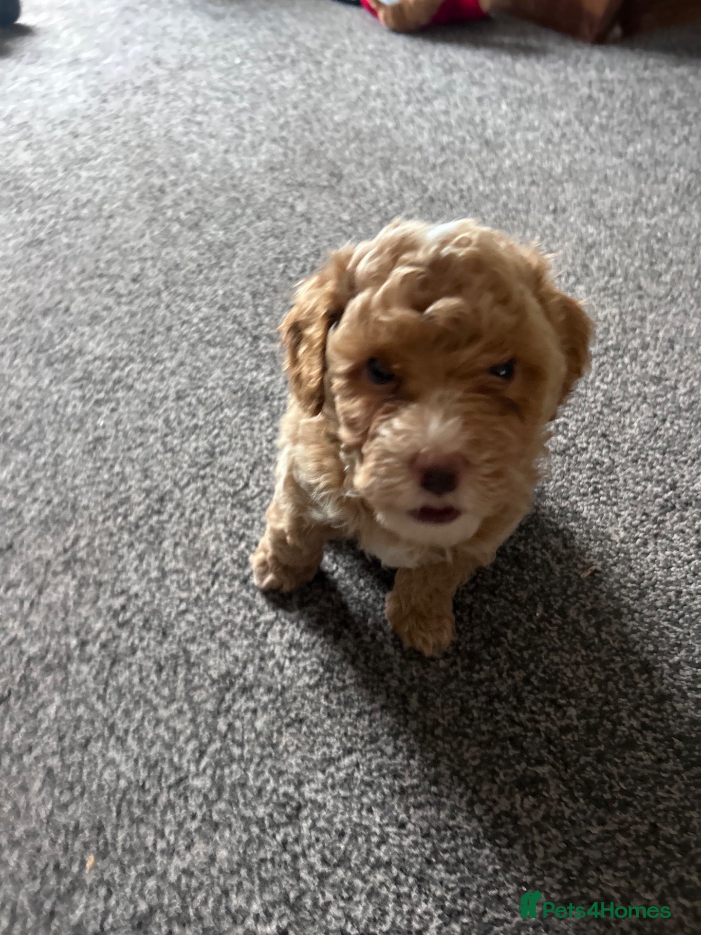 Cavapoo dogs Ready now F1BB Cavapoo puppies  - Advert 2