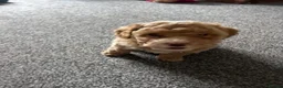 Cavapoo dogs for sale: Ready 8 weeks old boy-cream/apricot/white Merle - Advert 16