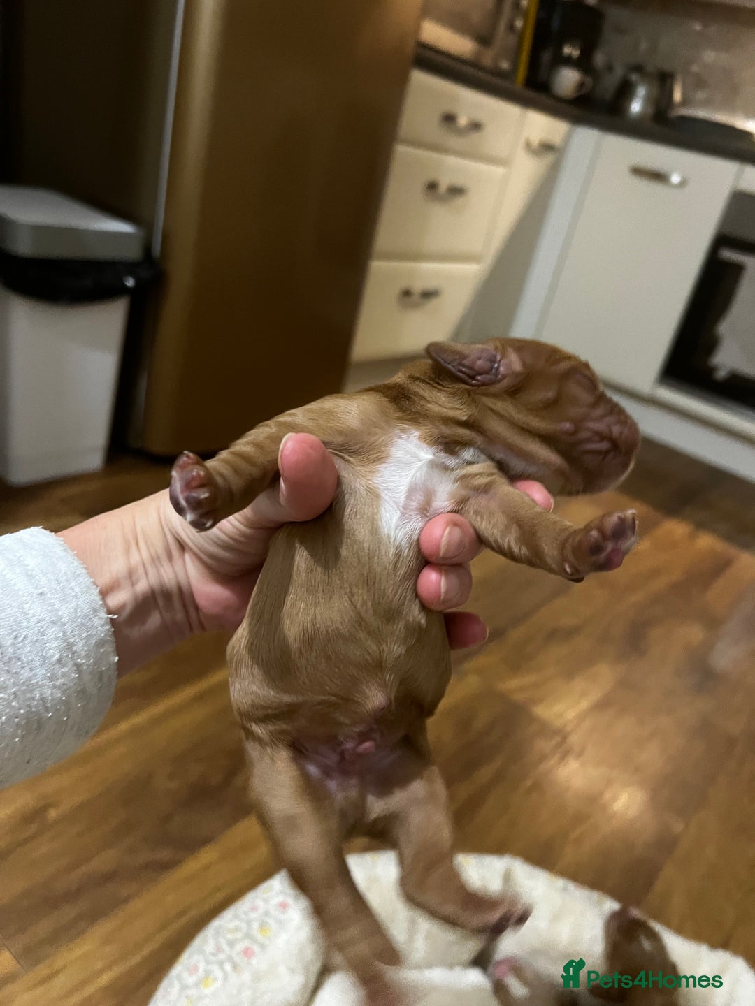 Cocker Spaniel dogs for sale: KC registered working spaniels Puppies-Cornwall  - Advert 4