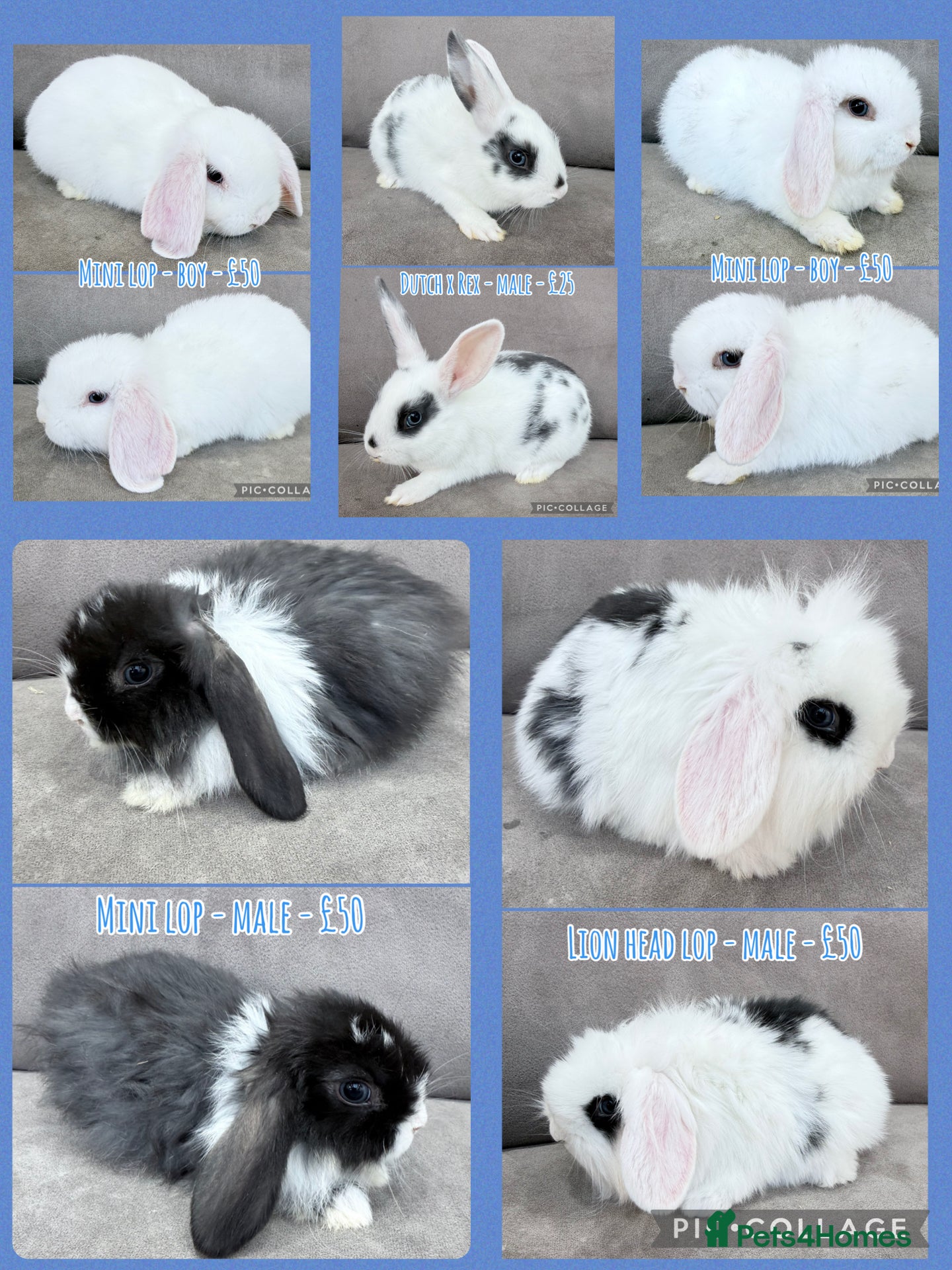 Mixed Breed rabbits Rabbits - Mini Lops & Lion Head Lops & Dutch x Rex - Advert 23
