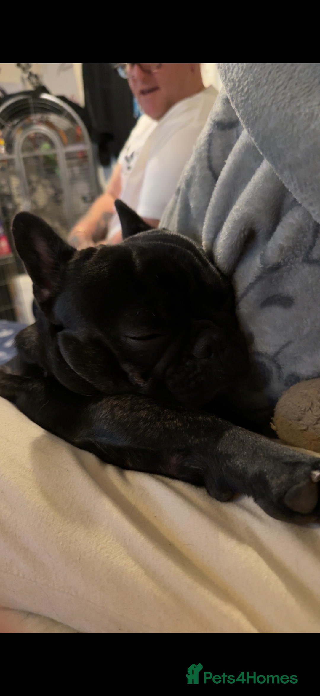 French Bulldog dogs for sale: Black male French bulldog just over 1 year old  - Image 4
