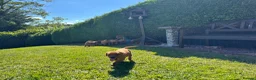 Labrador Retriever dogs for sale: KC Registered Fox red Labrador puppies in Newtown - Advert 18