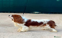 Cavapoo dogs for sale: Female Red Cavapoo Ready now  - Image 8