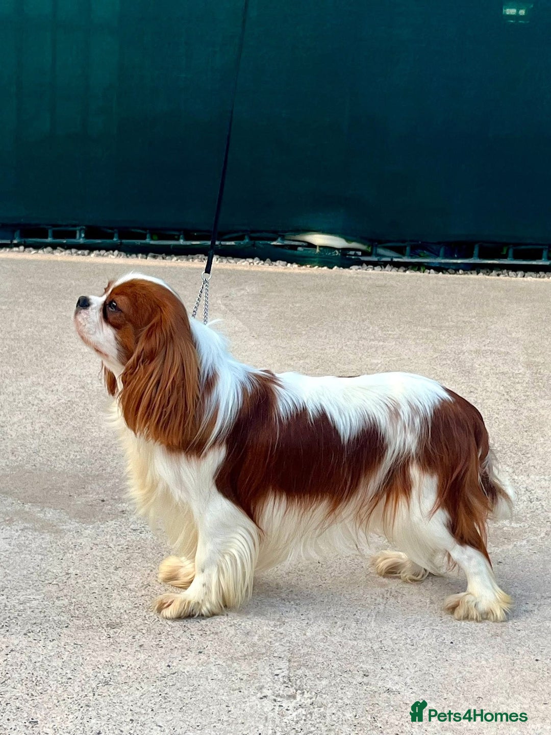 Cavapoo dogs for sale: Female Red Cavapoo Ready now  - Image 8