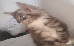 Maine Coon cats for sale: Maine coon X  - Image 9