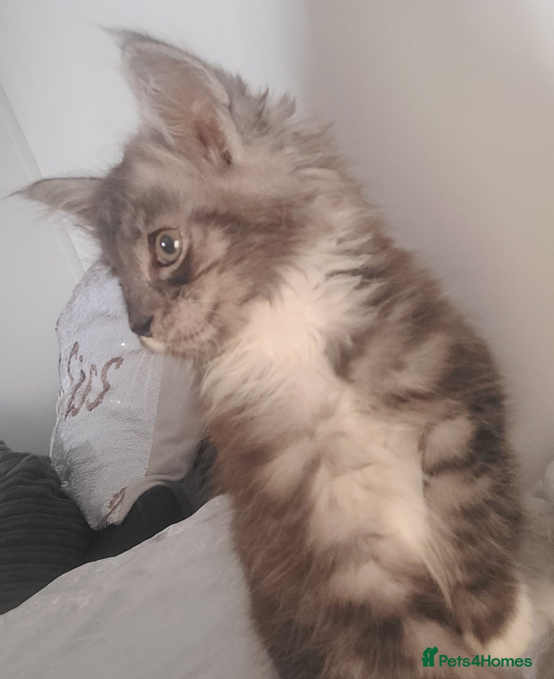 Maine Coon cats for sale: Maine coon X  - Image 9