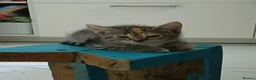 Asian cats for sale: Playful and beautiful Asian tabby kittens - Advert 7
