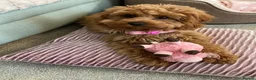 Cavapoo dogs for sale: DNA TESTED PARENTS & GRANDPARENTS TOY CAVAPOO   - Advert 6