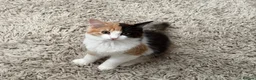 Mixed Breed cats for sale: Half ragdoll cat  - Advert 2