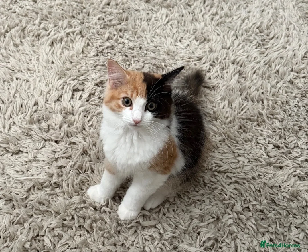 Mixed Breed cats for sale: Half ragdoll cat  - Advert 2