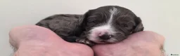 Cockapoo dogs for sale: Beautiful DNA clear Showtype F1 Cockerpoo's  - Advert 15
