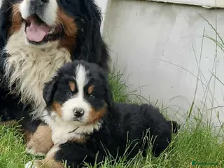 Bernese Mountain Dog dogs Bernese Mountain - Advert 1