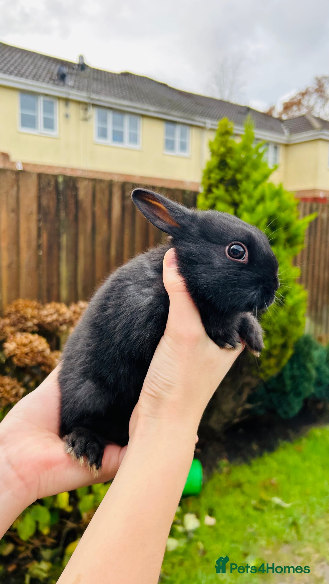Netherland Dwarf rabbits for sale: Netherlands dwarf bunnies  - Advert 3