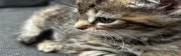 British Shorthair cats for sale: Short Grey & Brown Tabby girl in Burton-on-Trent - Advert 2