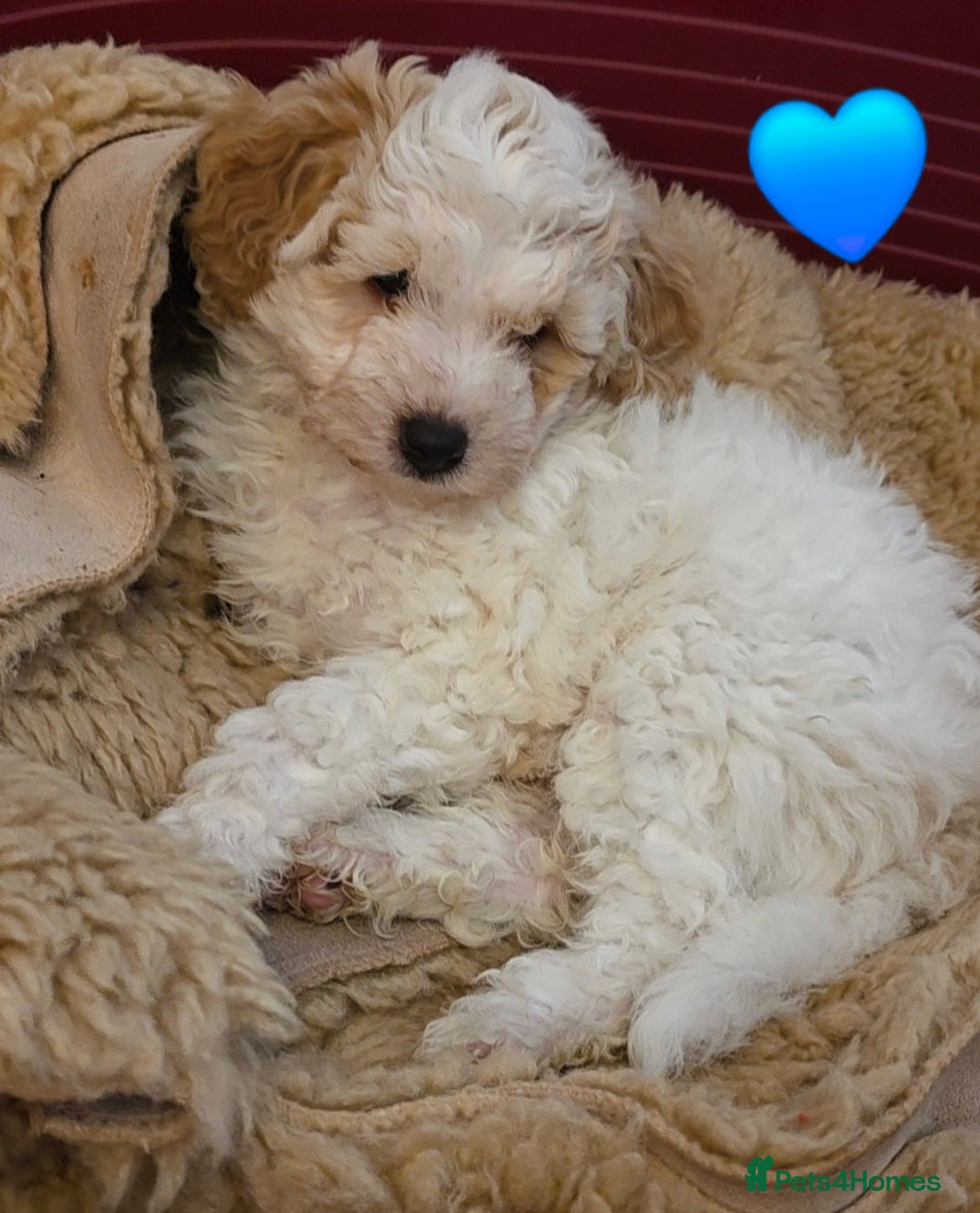 Mixed Breed dogs Maltipoo puppies  - Advert 2