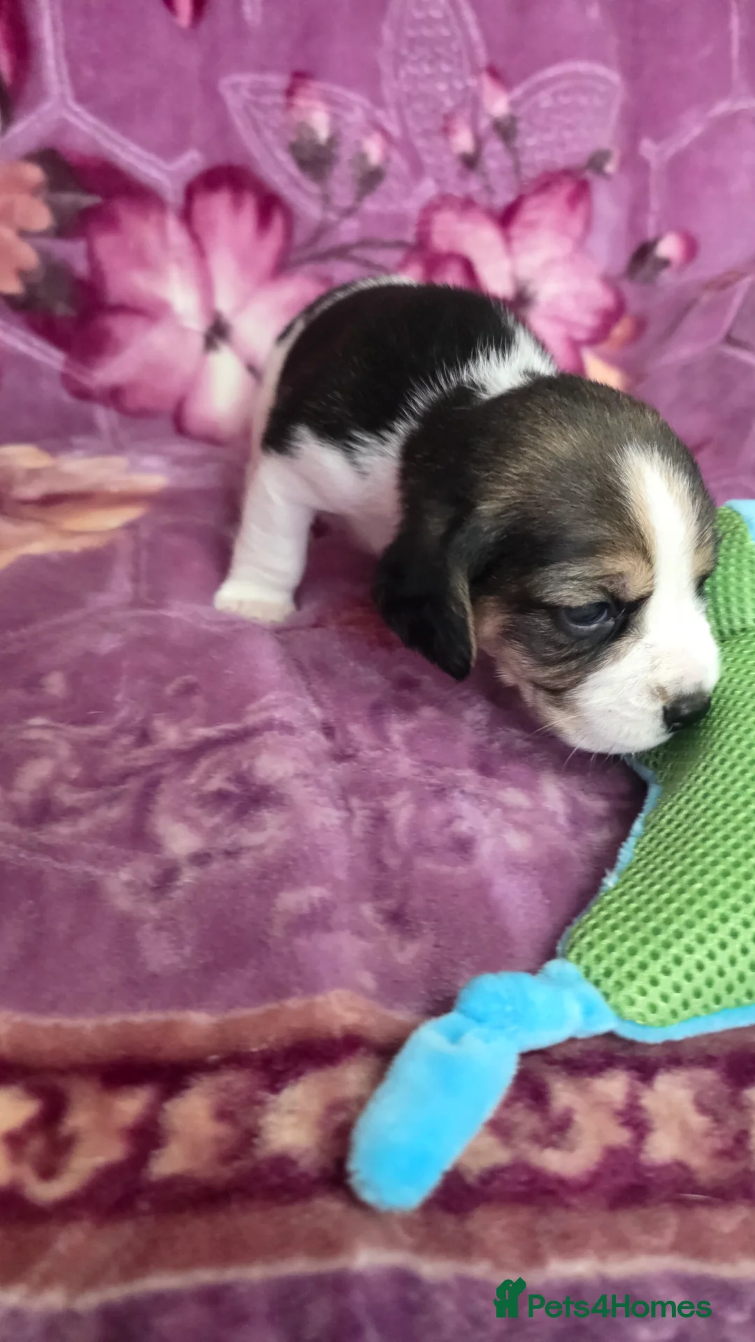 Beagle dogs for sale: Beautiful Beagle puppies looking for loving homes - Advert 11