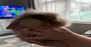 Mini Lion Lop rabbits - Advert 4