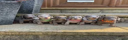 Miniature Dachshund dogs for sale: Miniature dachshund boys and girls  - Advert 1
