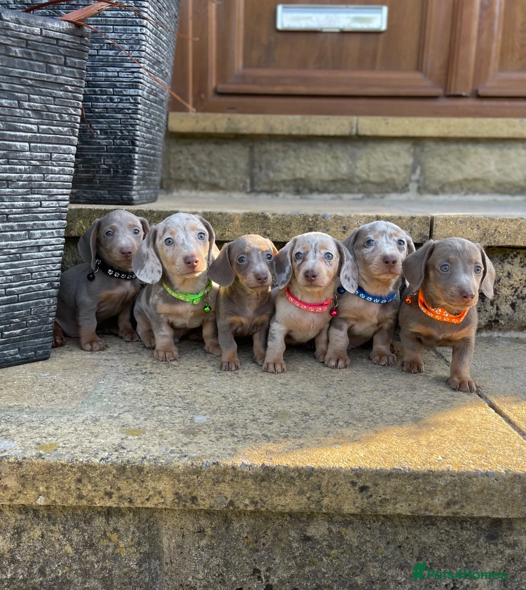 Miniature Dachshund dogs for sale: Miniature dachshund boys and girls  - Advert 1