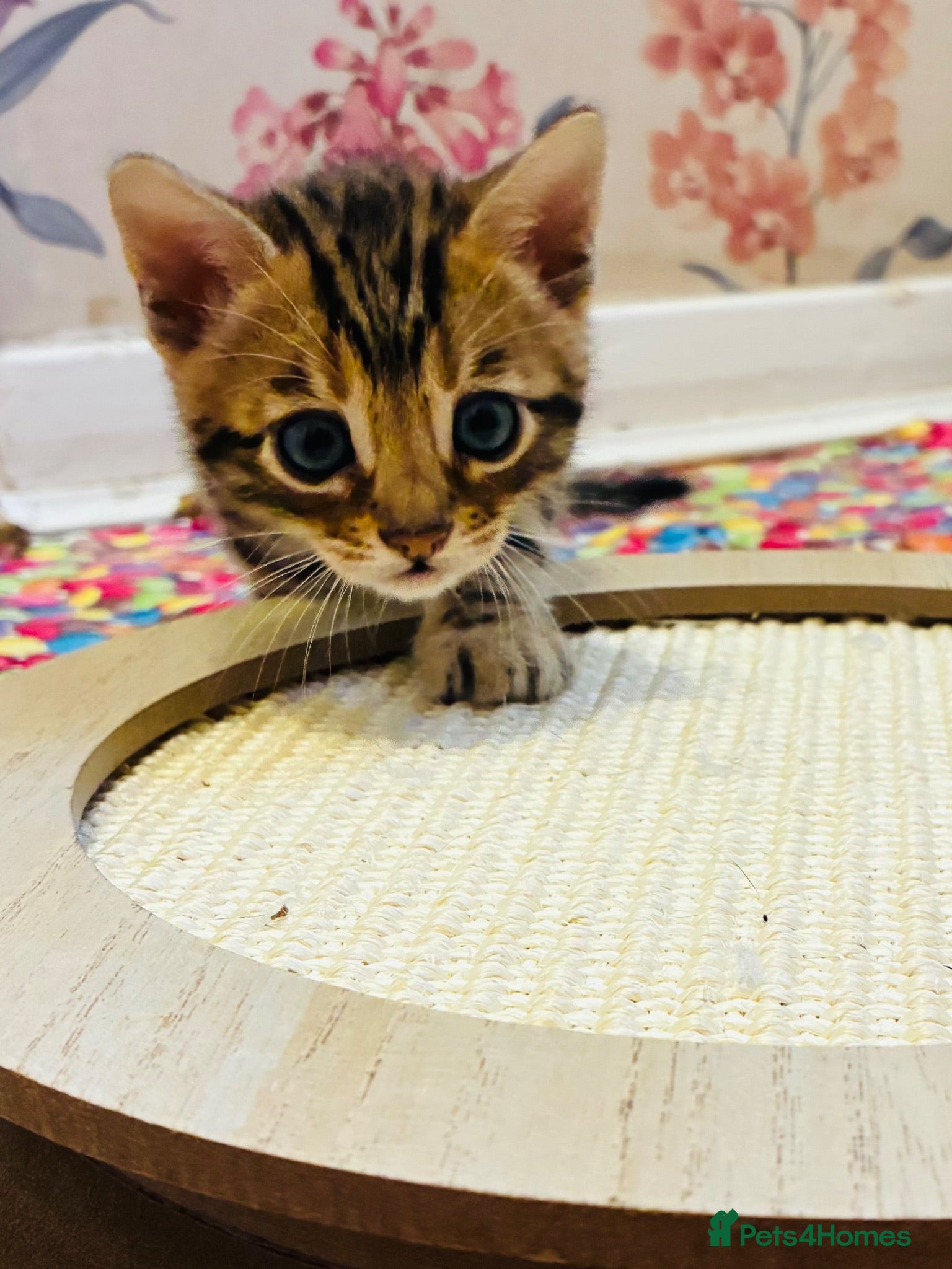 Bengal cats Beautiful Bengal Kittens - Advert 2