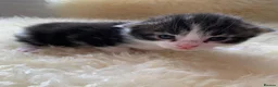 Mixed Breed cats for sale: Domestic longhair with Maine Coon features - Advert 4