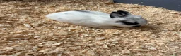Mixed Breed rabbits for sale: Mini Rex / lions head  in Staines - Advert 4