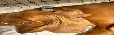 Cocker Spaniel 1 