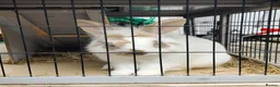 Mixed Breed rabbits for sale: Pair of male sibling mixed breed rabbits  - Advert 4