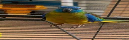 Parakeets birds for sale: Parakeet  in Stone - Advert 1