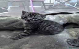 Bengal cats for sale: 4 tabby kittens ready from 20th September  - Image 1