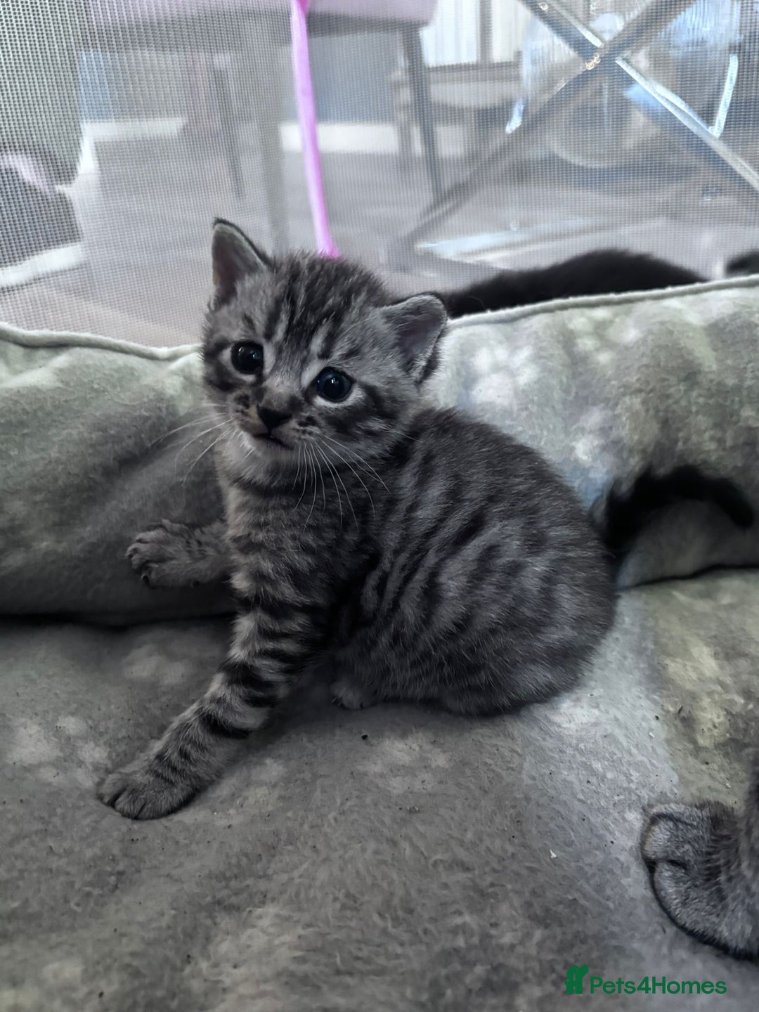 Bengal cats for sale: 4 tabby kittens ready from 20th September  - Image 1