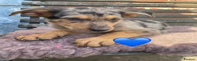 German Shepherd 2